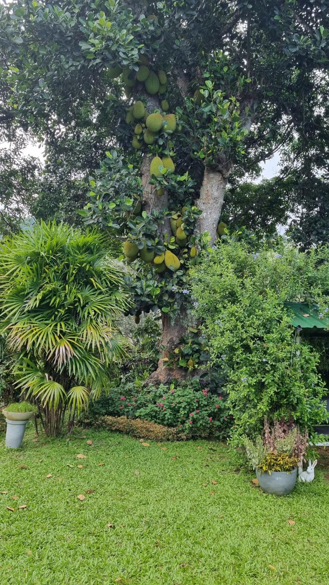Sithara Estate Bungalow Ella Εξωτερικό φωτογραφία